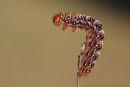 Caterpillar, Little River