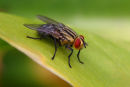 White-striped Flesh Fly, Geelong