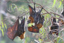 Grey headed Flying Foxes, Yarra Bend