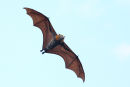 Grey headed Flying Fox, Yarra Bend
