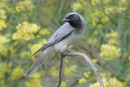 Black faced Cuckoo Shrike, Werribee