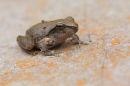 Bibron's Toadlet, Lerdergerg Gorge