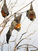Grey headed Flying Foxes, Yarra Bend