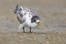 Crested Tern, Altona