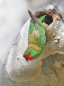 Little Lorikeet, Werribee