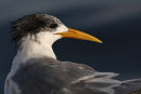 Crested Tern, Avalon Beach