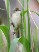 Clamorous Reed Warbler, Werribee