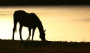 "Nicky" silhouette 