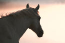 "Nicky" at sunset
