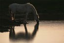 "Nicky" drinking at sunset