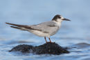 Common Tern, Point Wilson