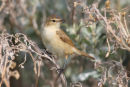 Clamorous Reed Warbler, Point Wilson