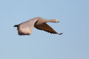 Cape Barren Goose, Werribee