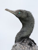Little Black Cormorant, Melbourne
