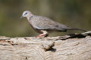 Spotted Turtle Dove, Werribee