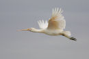 Yellow billed Spoonbill, Werribee