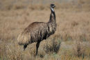 Emu, Lake Fyans