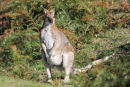 Red necked Wallaby, Halls Gap