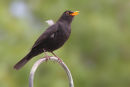 Common Blackbird, Werribee