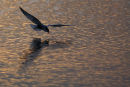 Whiskered Tern, Point Wilson