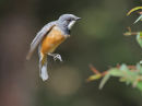 Rufous Whistler, Ballarat