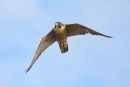 Peregrine Falcon, Werribee