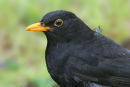 Common Blackbird, Werribee