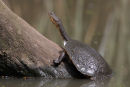 Eastern Snake-necked Turtle, Lara