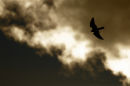 Brown Falcon, Werribee