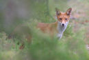 Red Fox, Werribee