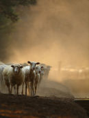 Dusty Droving #2, Western Treatment Plant, Werribee