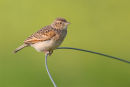 Horsfields Bushlark, Werribee