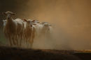 Dusty Droving, Western Treatment Plant, Werribee