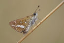 White-banded Grass-dart, Ripley