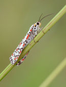 Heliotrope Moth, Ripley