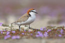 Red capped Plover, Point Wilson