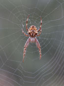 Garden Orb-weaving Spider, Ripley
