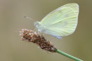 Cabbage White, Ripley