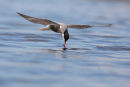 Whiskered Tern, Point Wilson