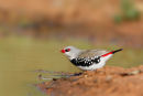 Diamond Firetail, Melton