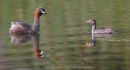 Australasian Grebes, Melton