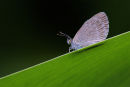 Common Grass-blue, Wiliamstown