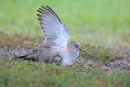Crested Pigeon, Williamstown