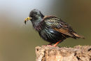 Common Starling, Little River
