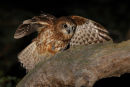 Southern Boobook Owl, Werribee