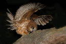 Southern Boobook Owl, Werribee