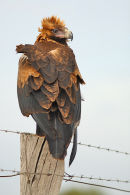 Wedge tailed Eagle, Little River