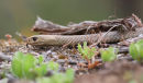 Brown Snake, You Yangs Regional Park