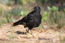 White winged Chough, You Yangs Regional Park