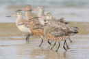 Bar-tailed Godwits, Barwon Heads